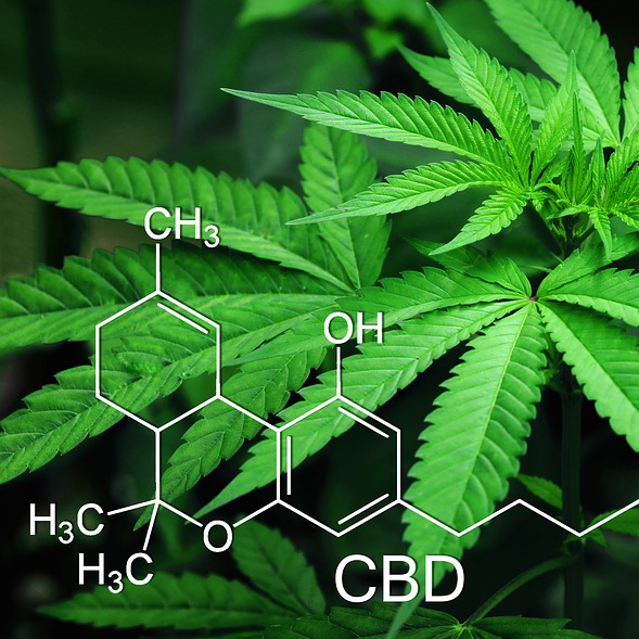 Ist Cannabis das Antibiotikum des 21. Jahrhunderts?