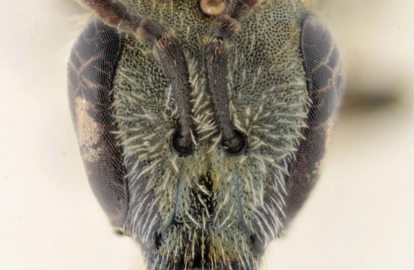 2020 begann mit Killerhornissen — und endet mit einer neuen Wildbienenart